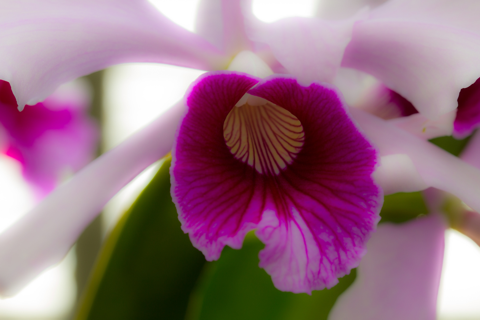 Orchideen