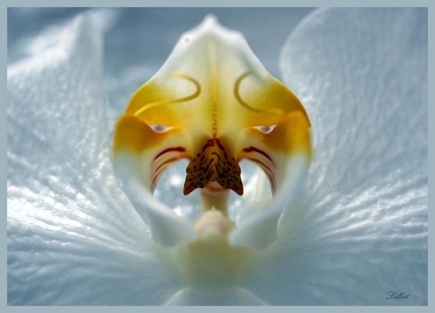 Orchideen ...