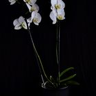 Orchideen 