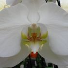 Orchideen