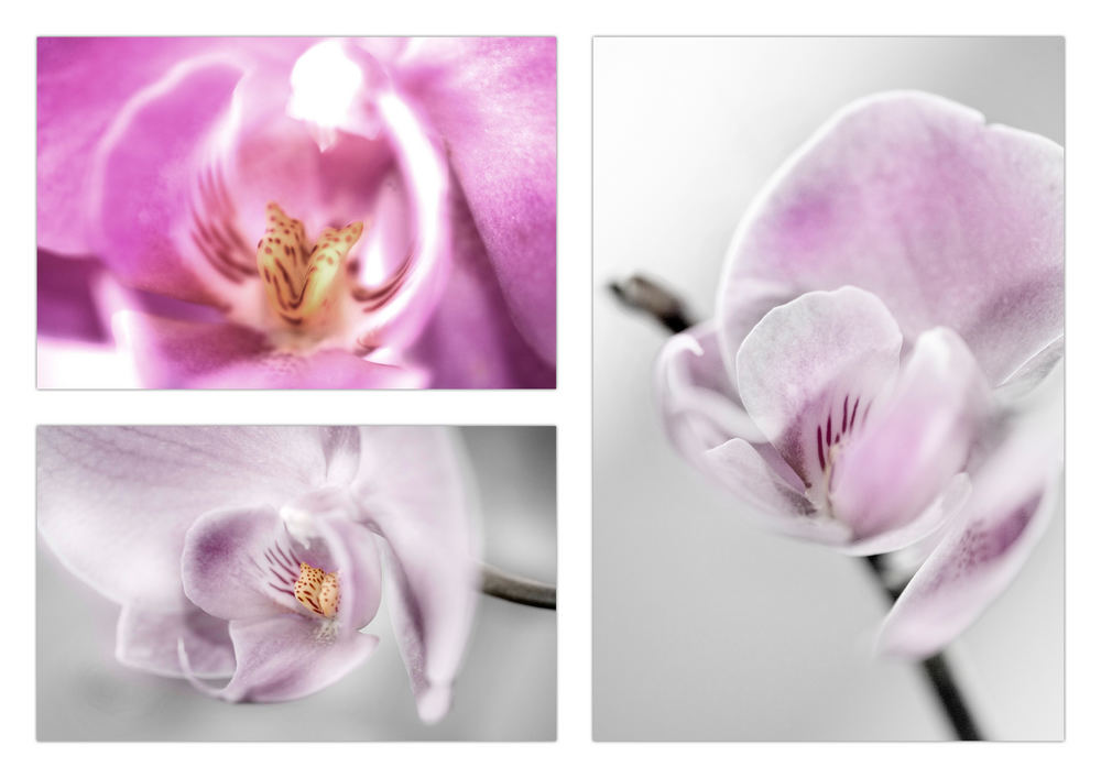 ORCHIDEEN