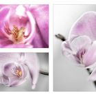 ORCHIDEEN