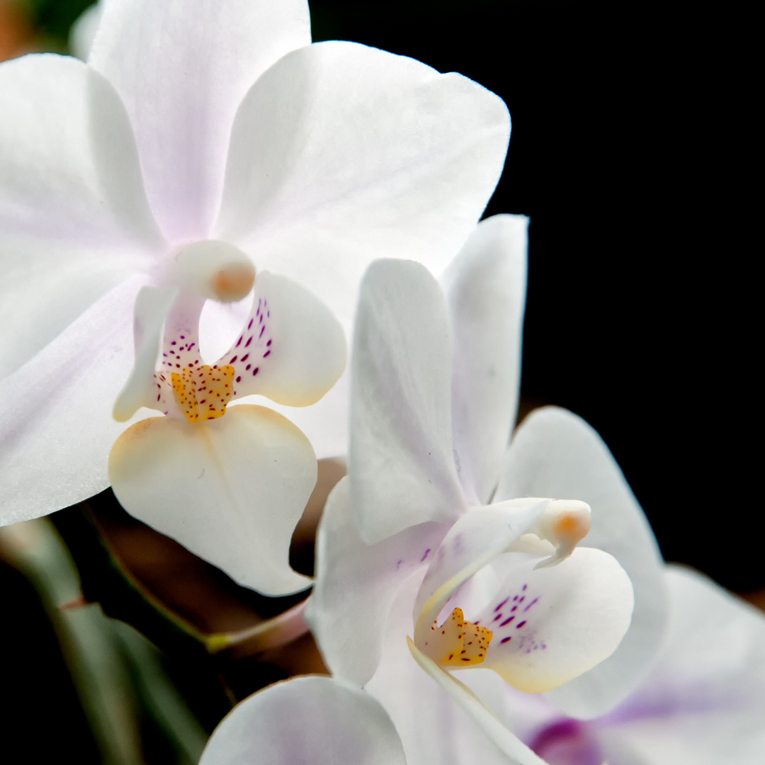 orchideen