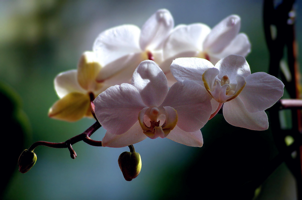 Orchideen 5