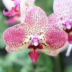 Orchideen -5-