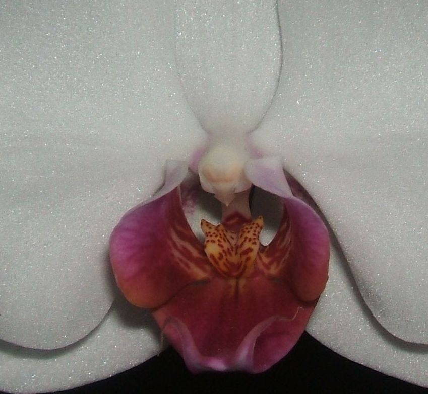 Orchideen