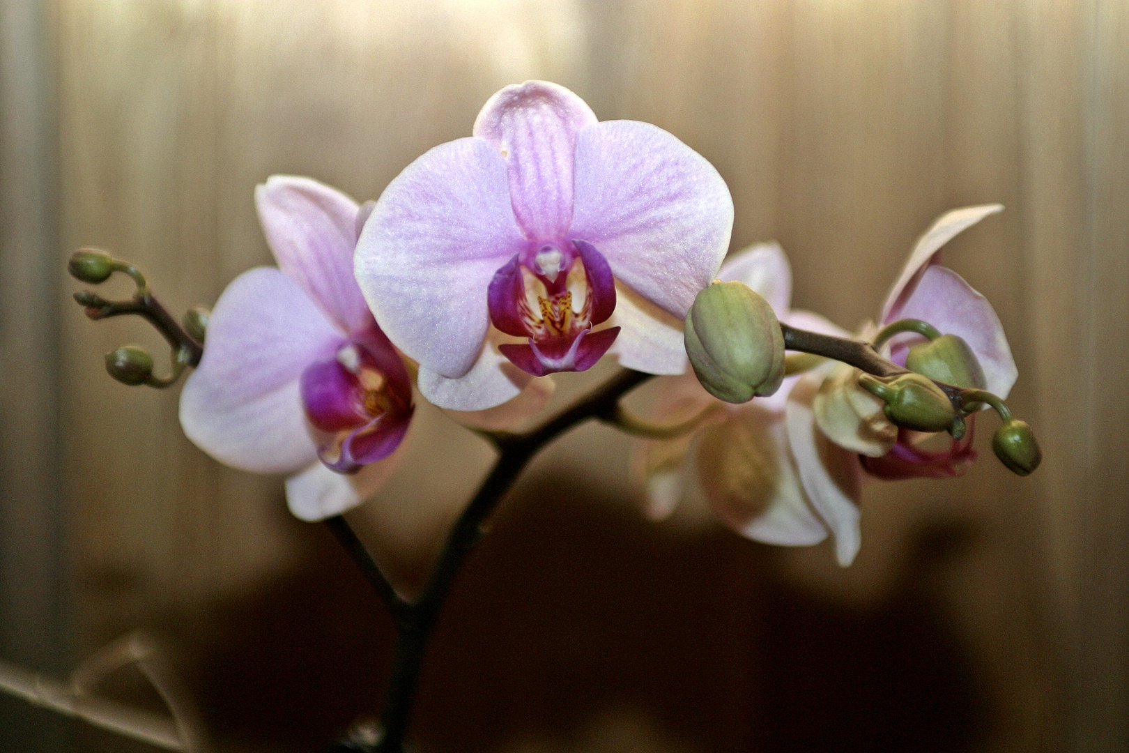 orchideen