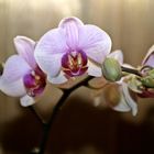 orchideen