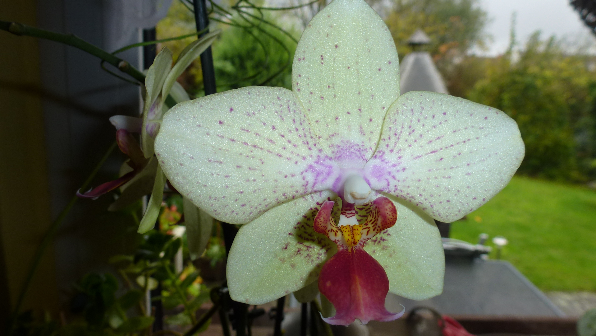 orchideen