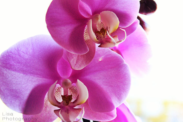 Orchideen