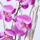 Orchideen