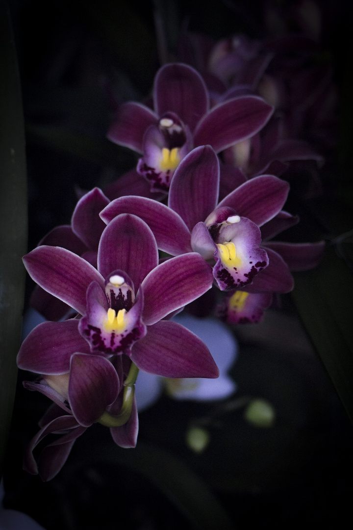 Orchideen