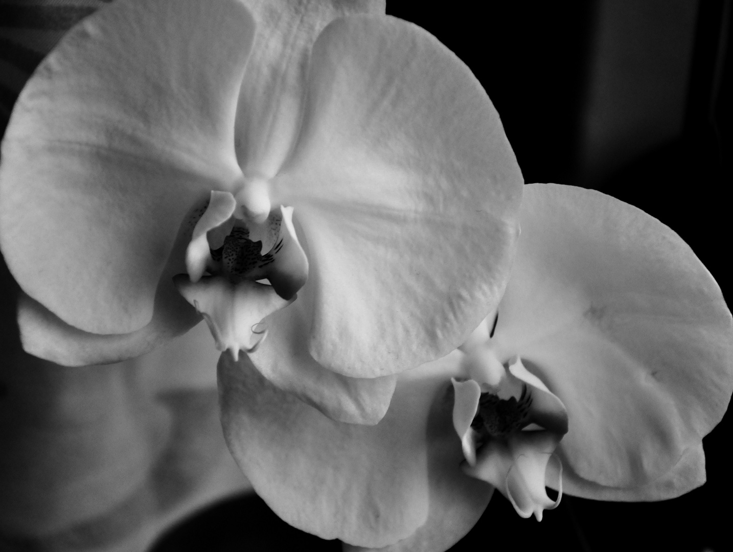 .....Orchideen....