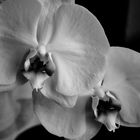 .....Orchideen....