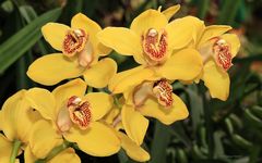 Orchideen  