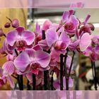 Orchideen .........