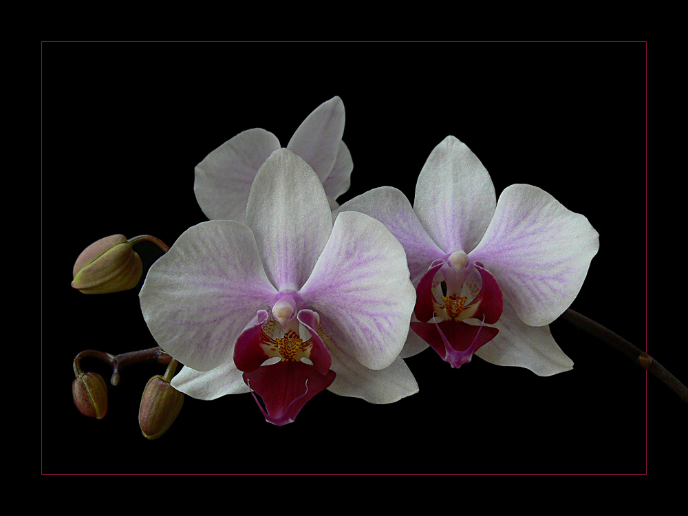 Orchideen ...