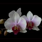 Orchideen ...