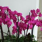 Orchideen 6