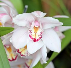 Orchideen -6-