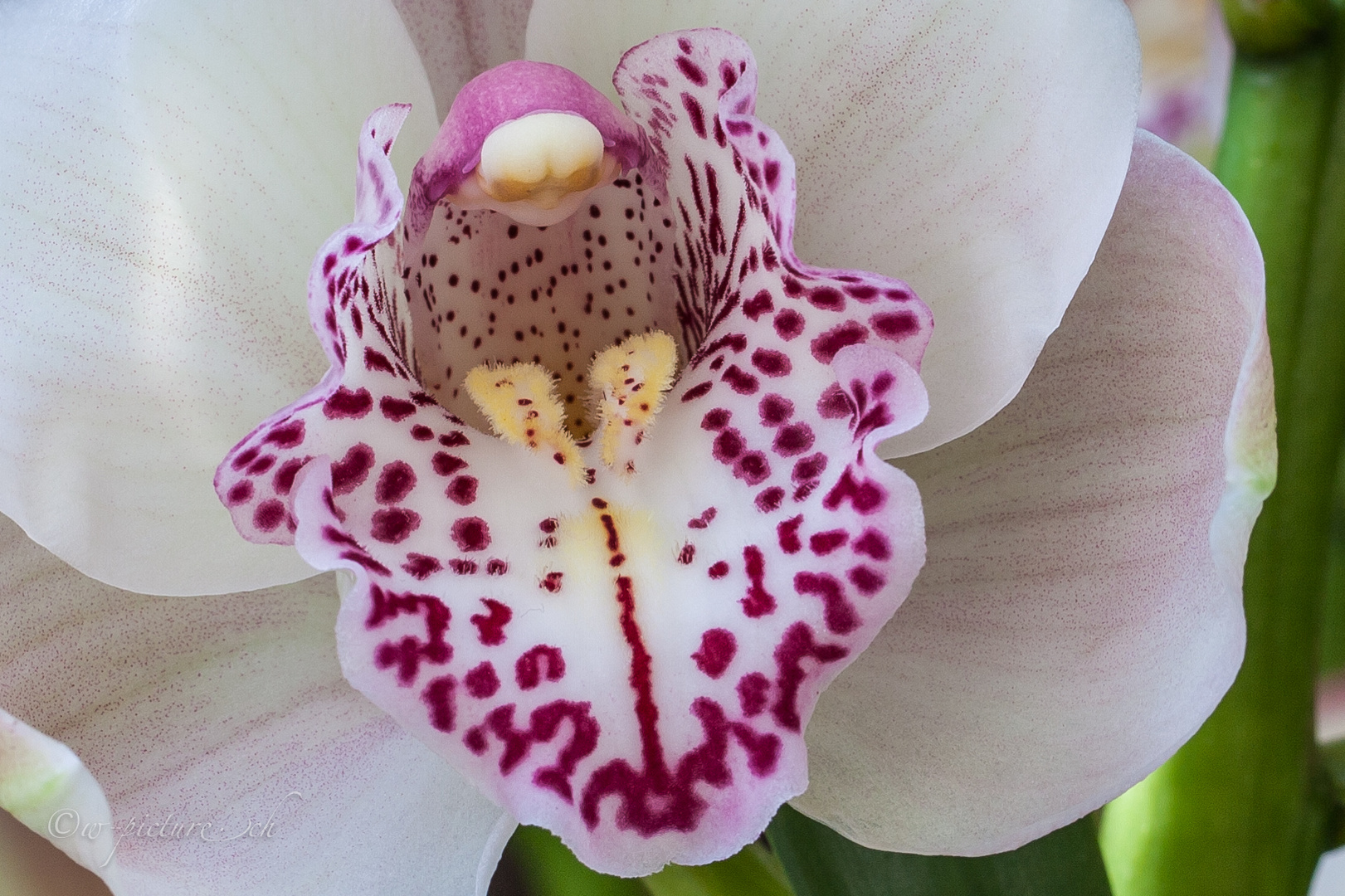 Orchideen