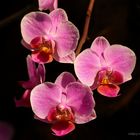 Orchideen