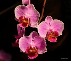 Orchideen