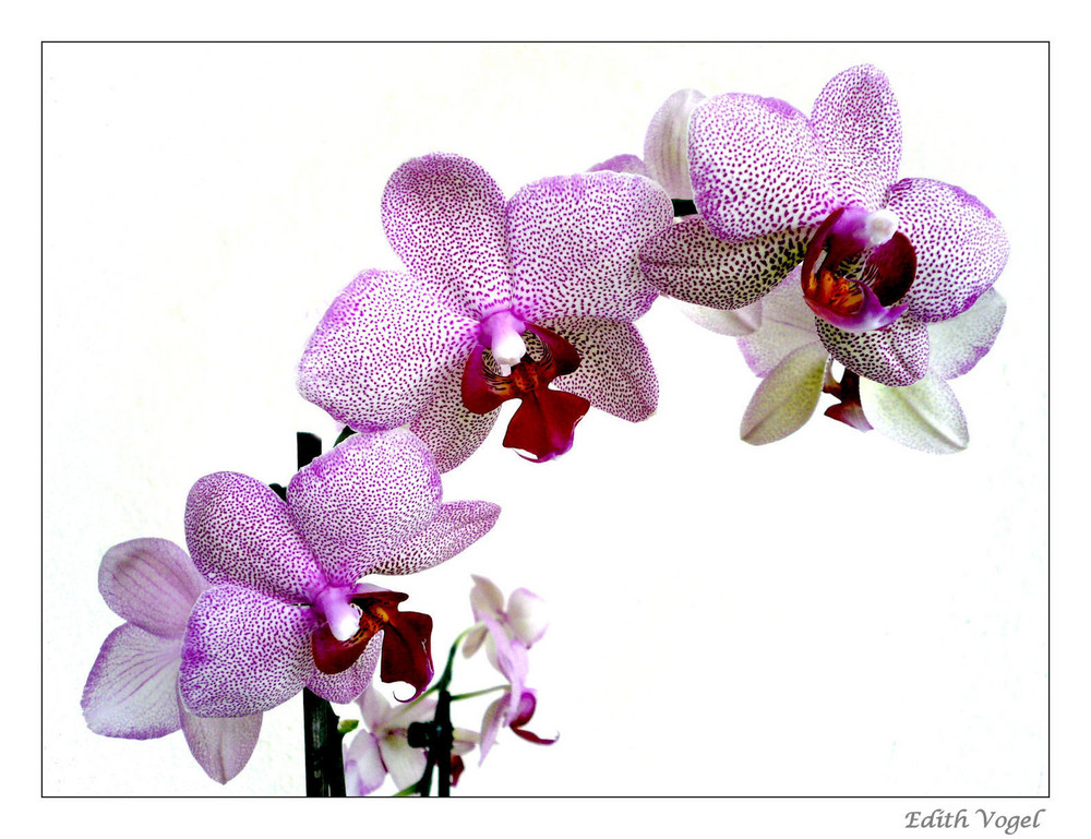 Orchideen....