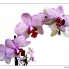 Orchideen....