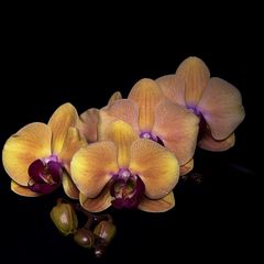 Orchideen