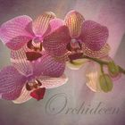 Orchideen..