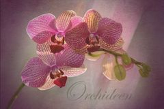 Orchideen..