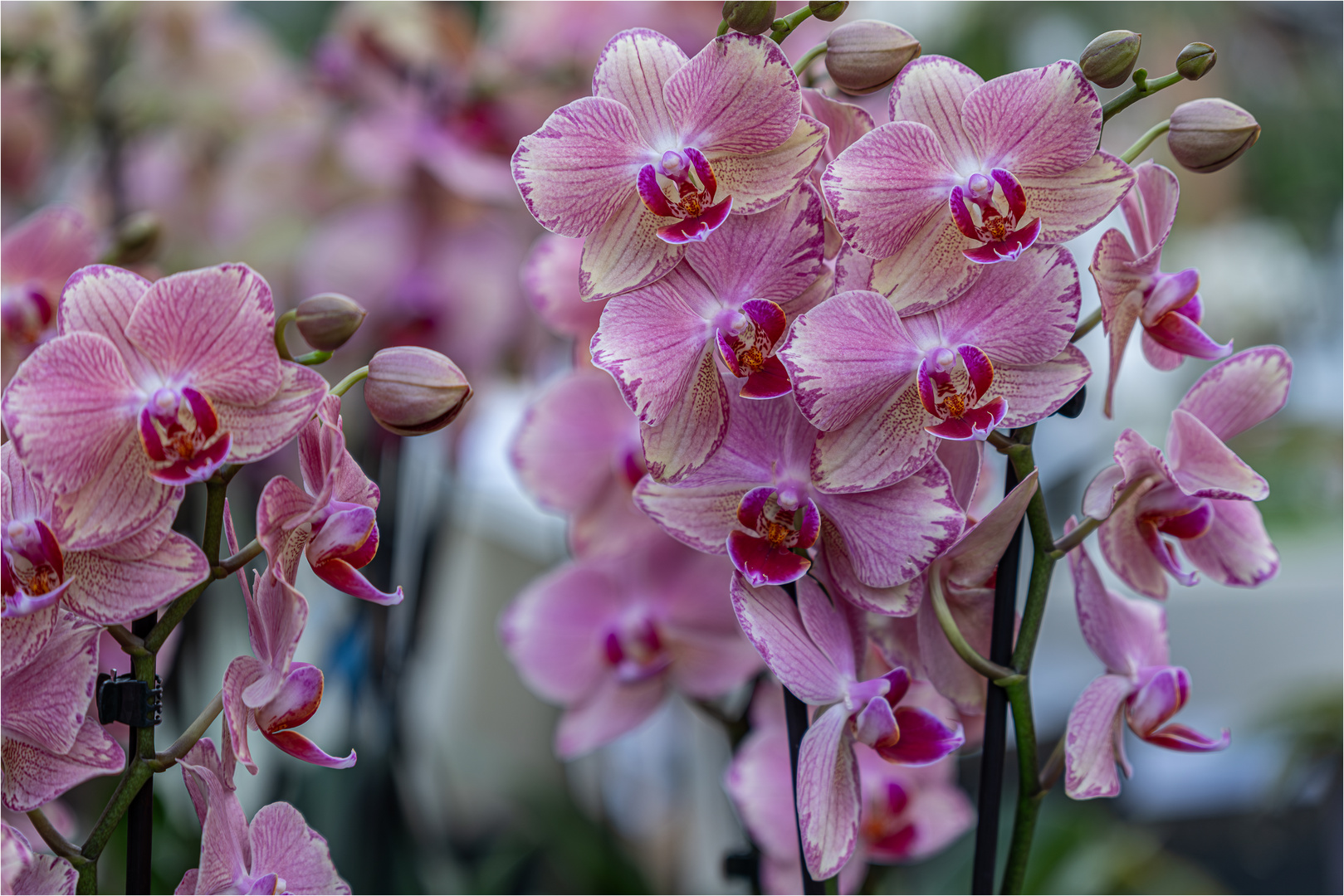 ORCHIDEEN