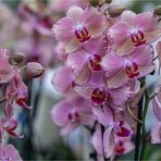 ORCHIDEEN