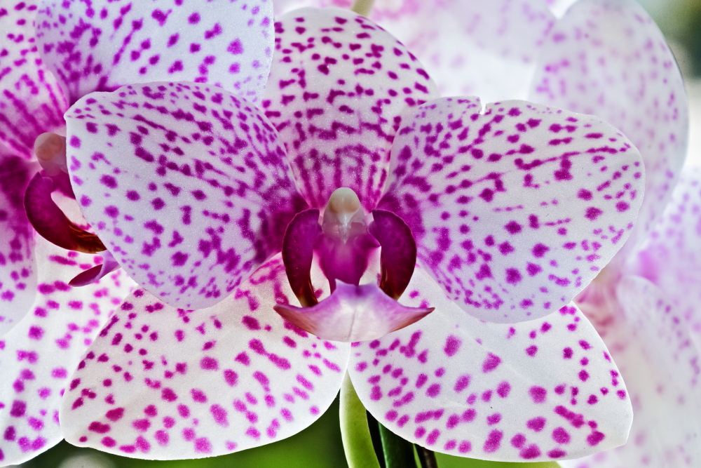 Orchideen