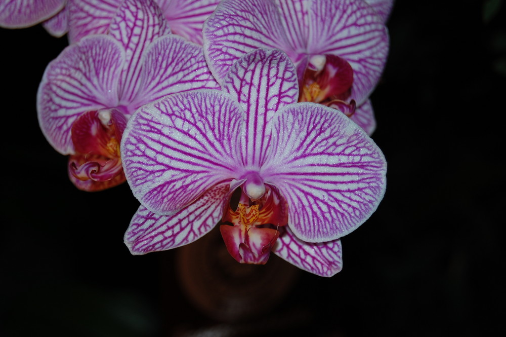 Orchideen