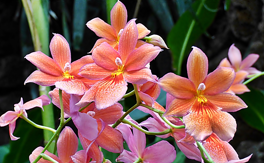 Orchideen . . . . Foto & Bild | natur, pflanzen, blüten Bilder auf