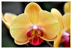 Orchideen