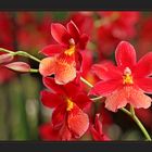 ~ Orchideen ~