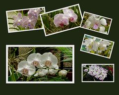 Orchideen