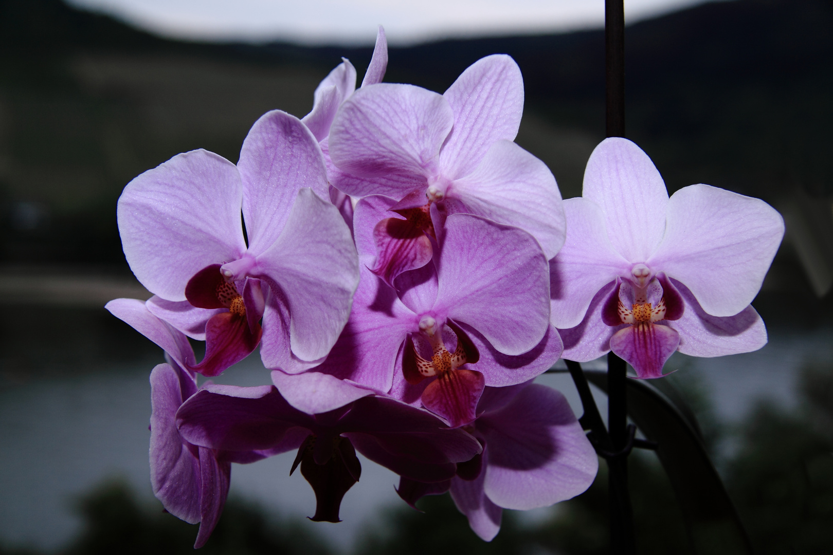 Orchideen