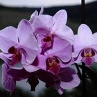 Orchideen