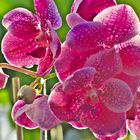 Orchideen 7