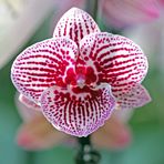 Orchideen -7-