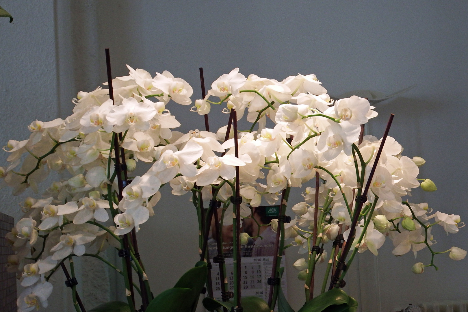 Orchideen 7