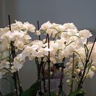 Orchideen 7