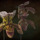  Orchideen 