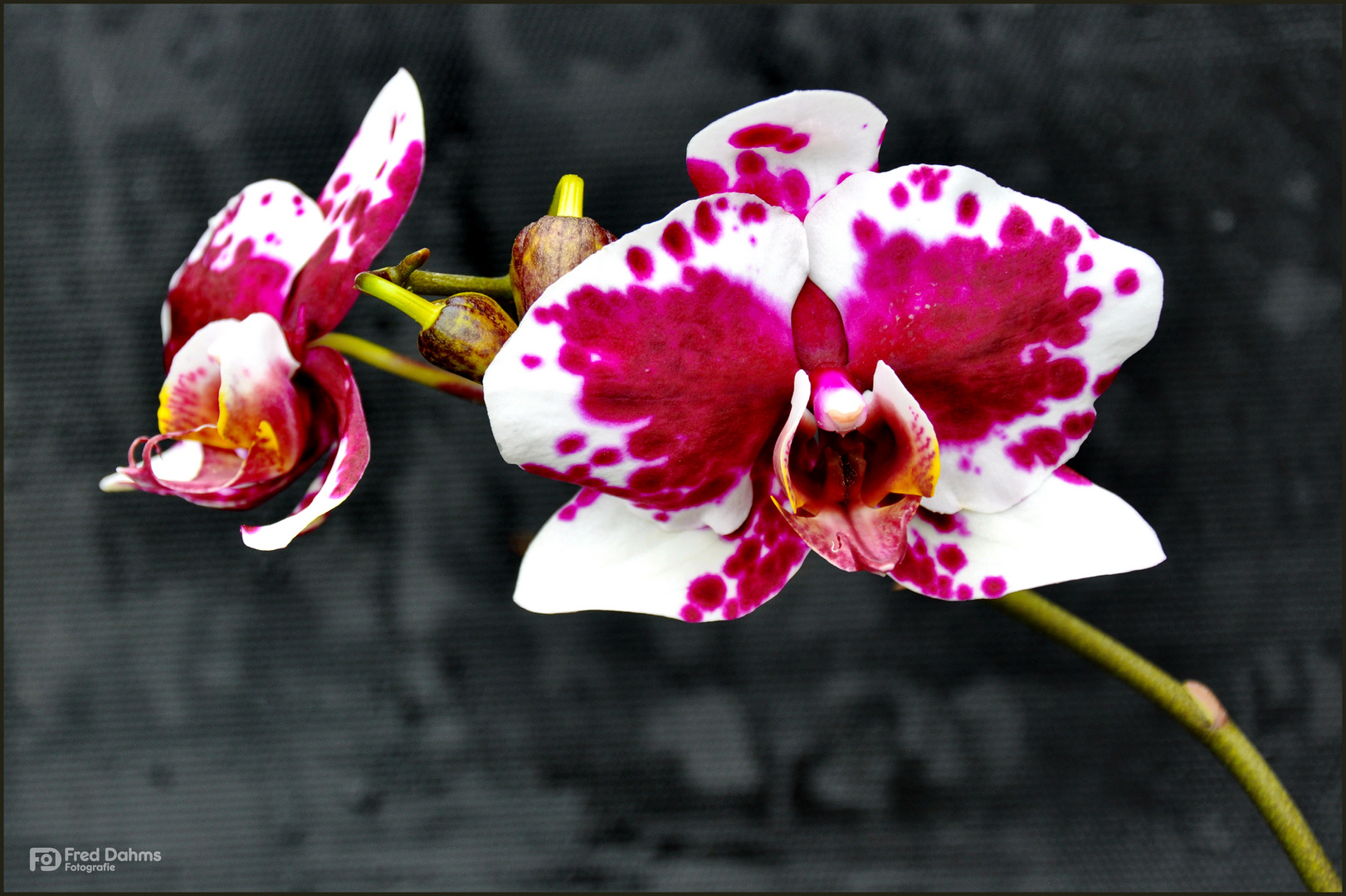 Orchideen