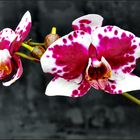 Orchideen