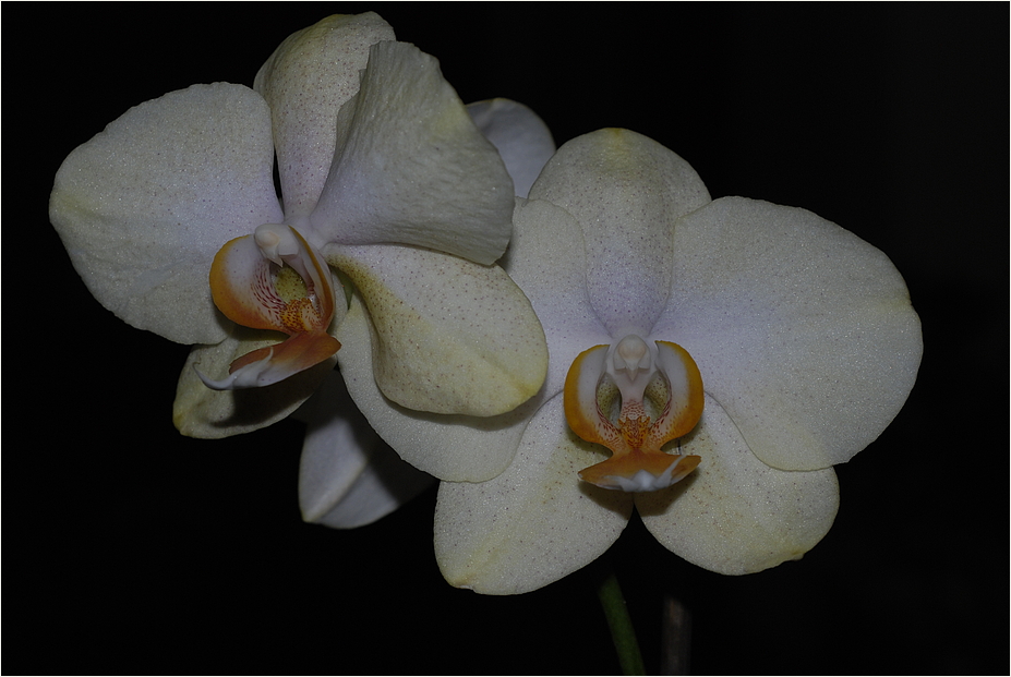 ~Orchideen~